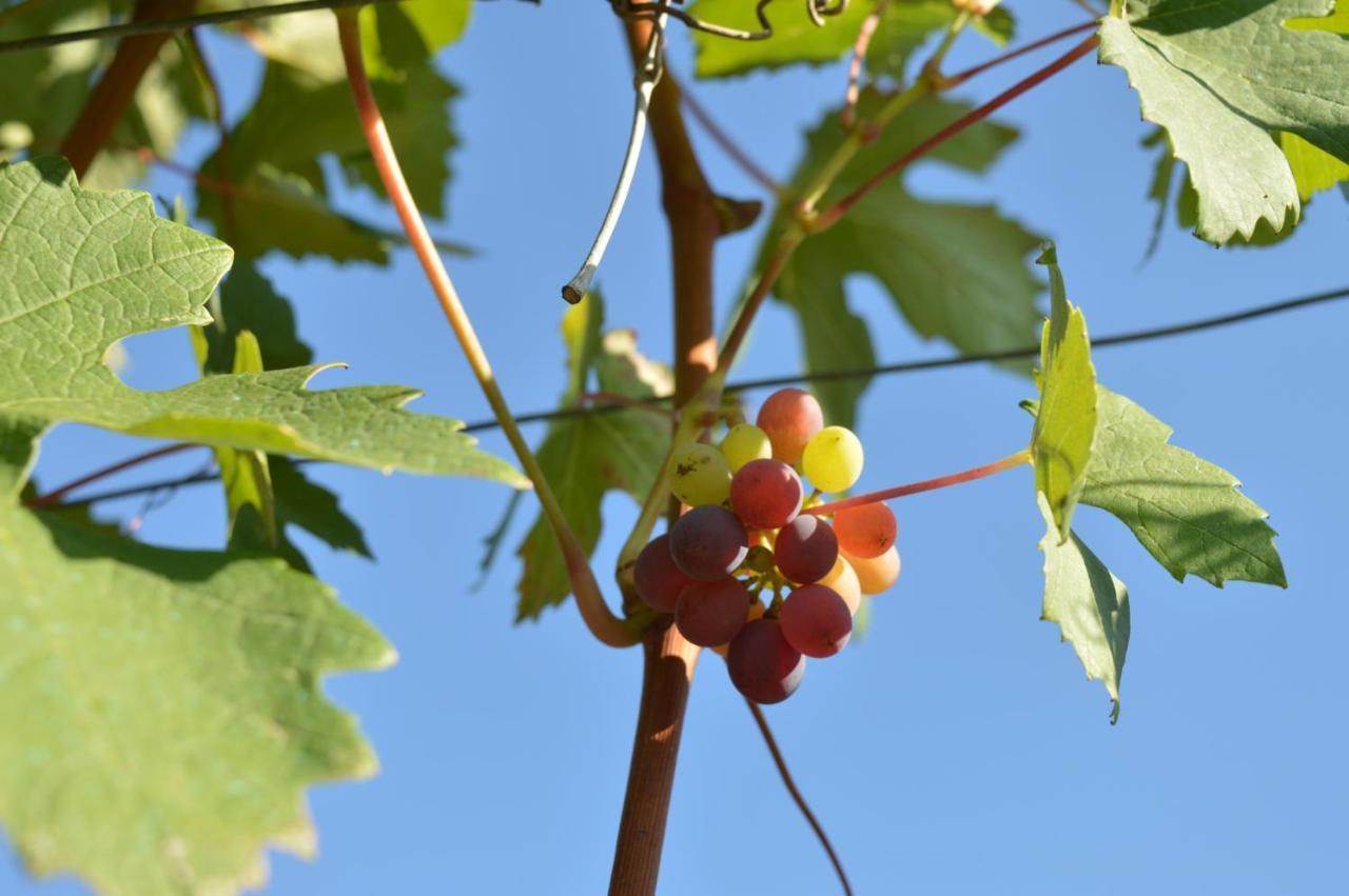 Bed & Tours Dimora Di Campagna Bed and Breakfast Castelnuovo Belbo Buitenkant foto