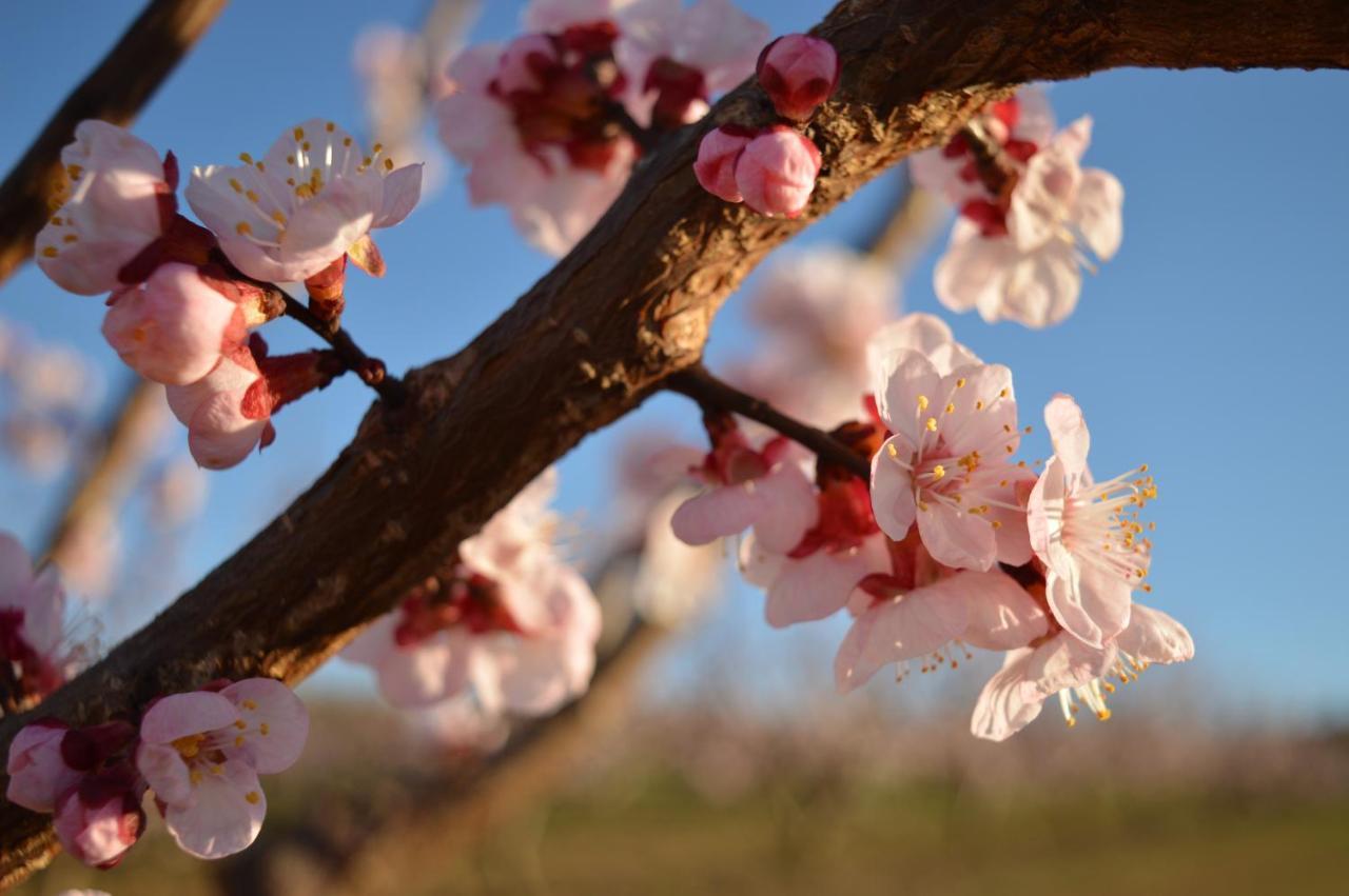 Bed & Tours Dimora Di Campagna Bed and Breakfast Castelnuovo Belbo Buitenkant foto