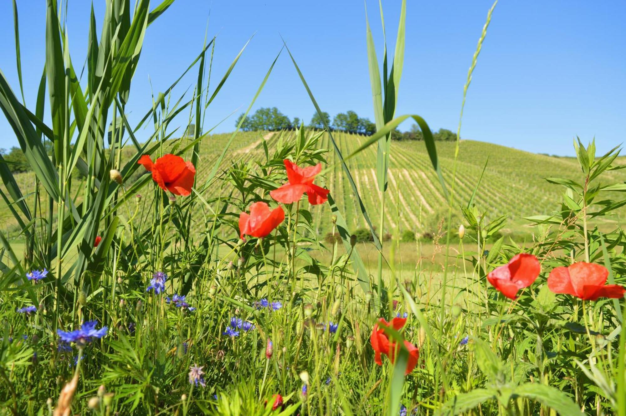 Bed & Tours Dimora Di Campagna Bed and Breakfast Castelnuovo Belbo Buitenkant foto